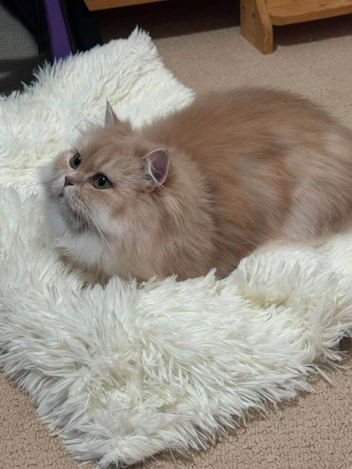 Fluffy Plush Pet Mat & bed and Soft Hooded Hideaway for Cats - photo 2