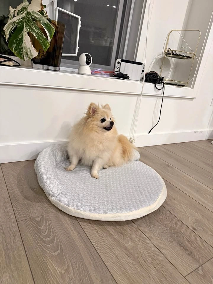 Sofa-Style Pet Bed – $20 each (or 2 for $35, save $5!)