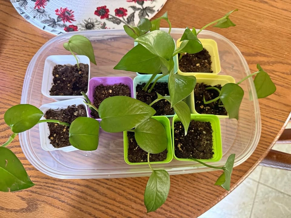House Plant