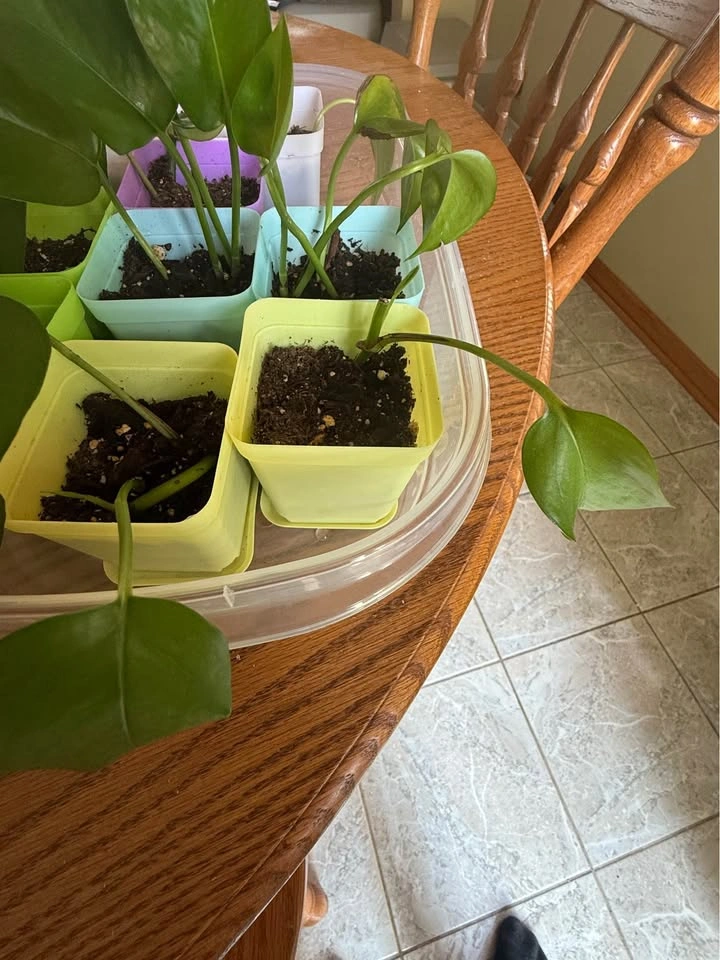 House Plant - photo 2