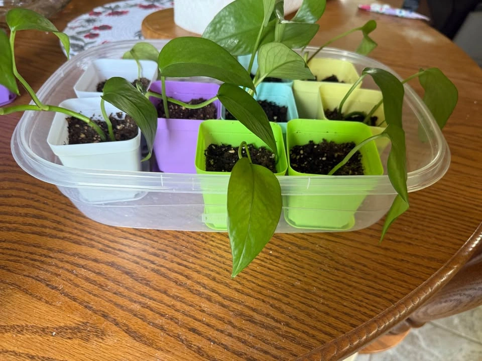 House Plant - photo 3
