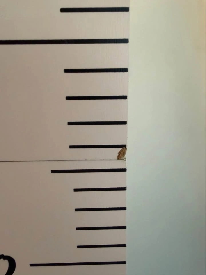 Coco village kids grow chart - photo 3