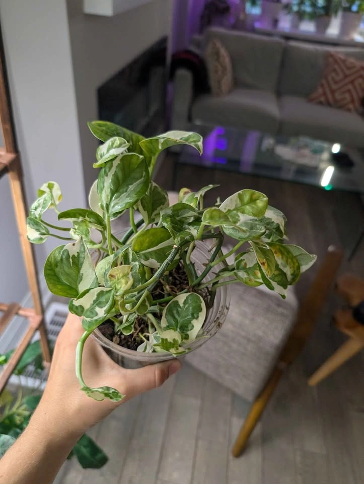 Njoy Pothos - photo 2
