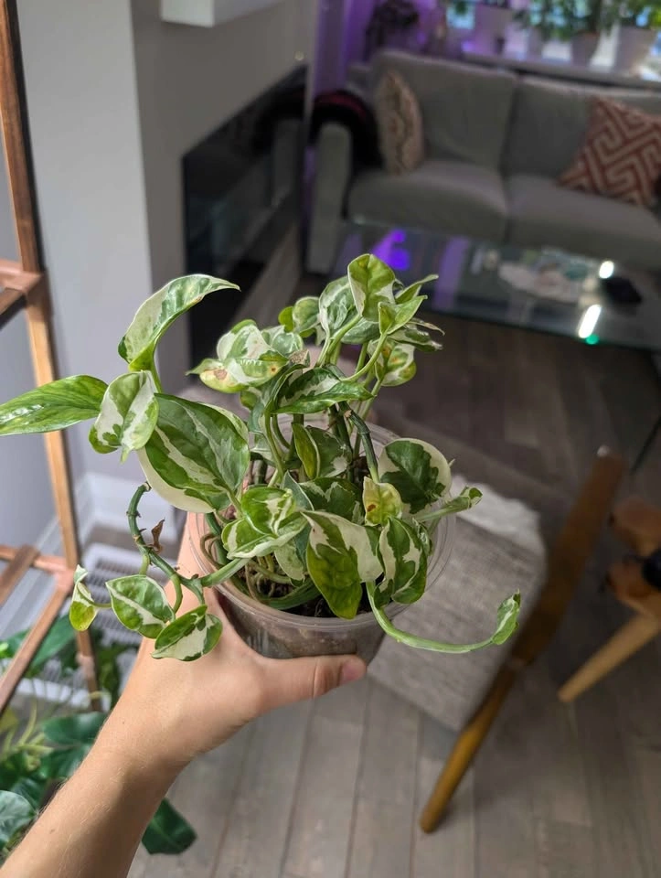Njoy Pothos - photo 3