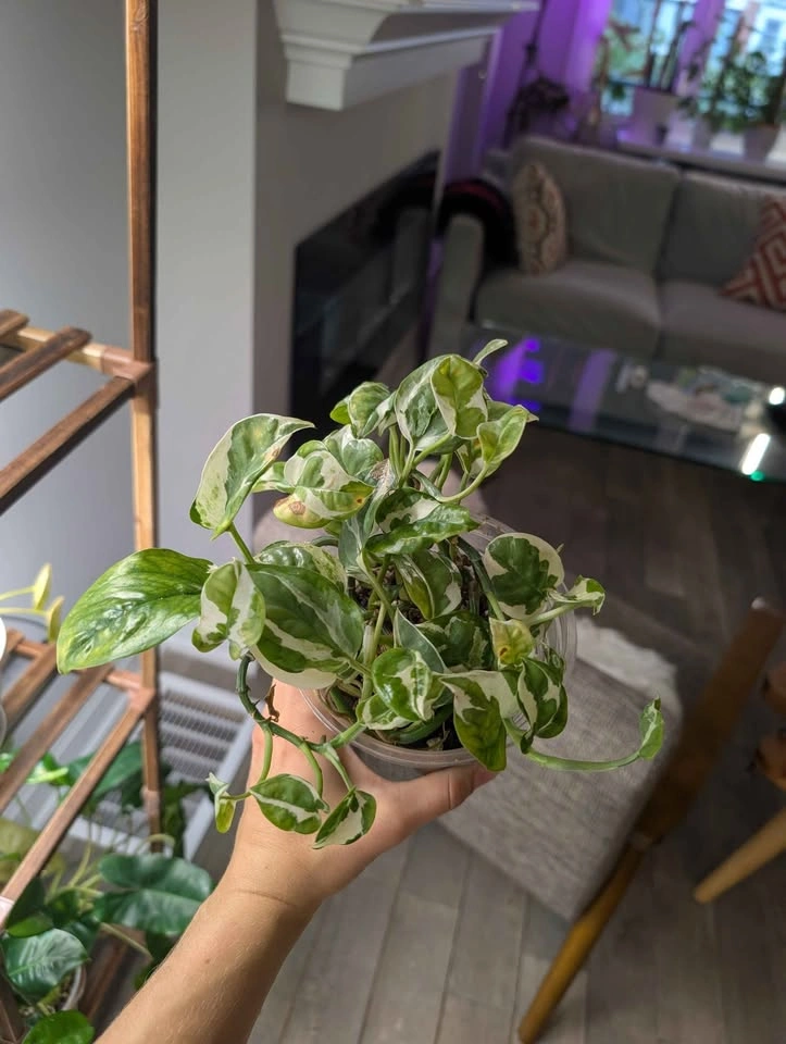 Njoy Pothos - photo 4