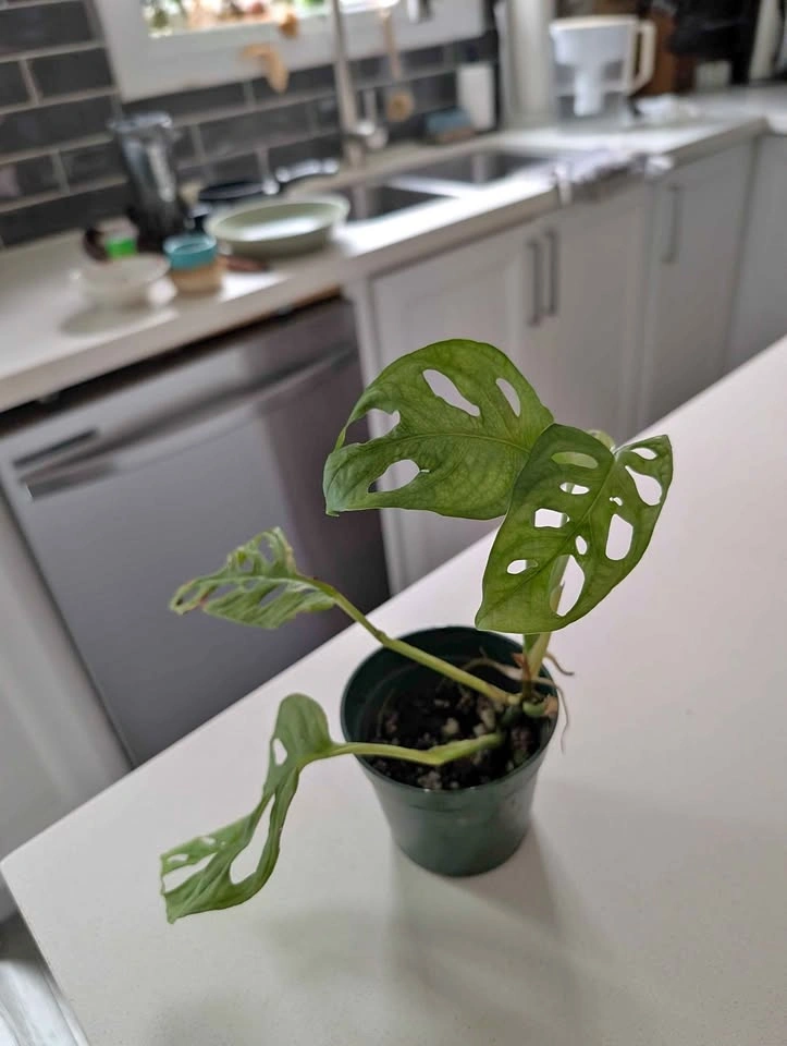 Monstera Adansonii Swiss Cheese Plant
