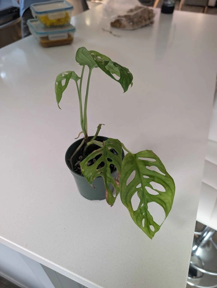 Monstera Adansonii Swiss Cheese Plant - photo 2