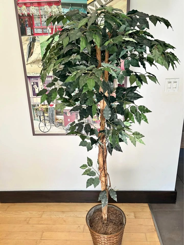 6 ft Artificial Ficus Tree in Woven Basket