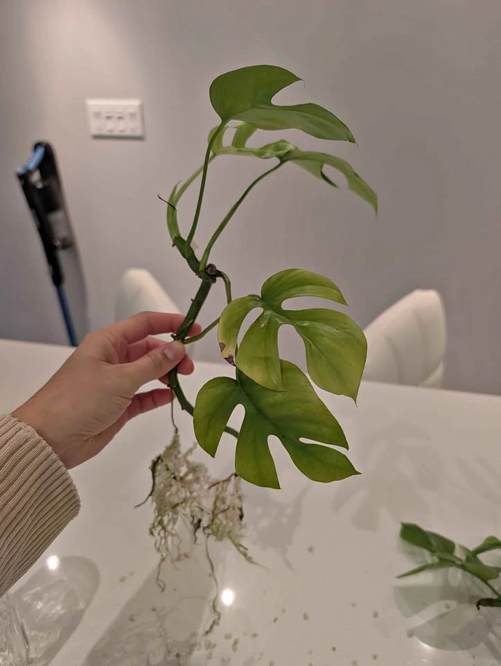 Rhaphidophora Tetrasperma Rooted Cutting (or plant if wanted)