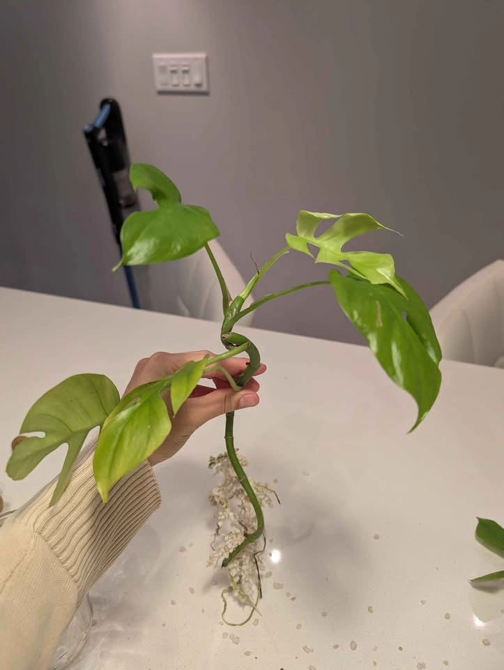 Rhaphidophora Tetrasperma Rooted Cutting (or plant if wanted) - photo 2