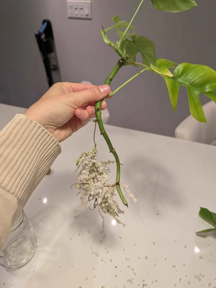 Rhaphidophora Tetrasperma Rooted Cutting (or plant if wanted) - photo 3