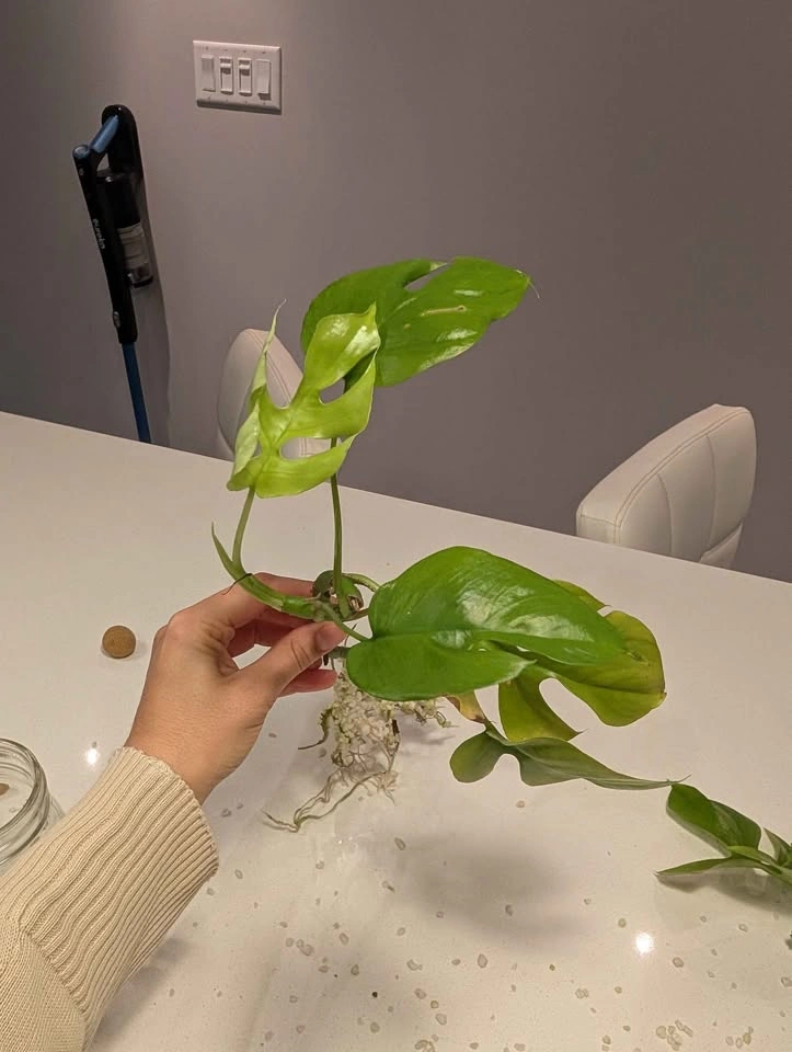 Rhaphidophora Tetrasperma Rooted Cutting (or plant if wanted) - photo 4