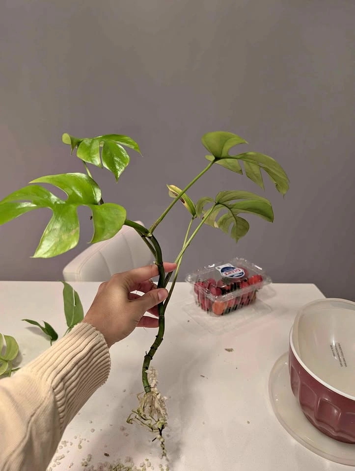 Mini Monstera Tetrasperma Rooted Cutting (or plant if needed)