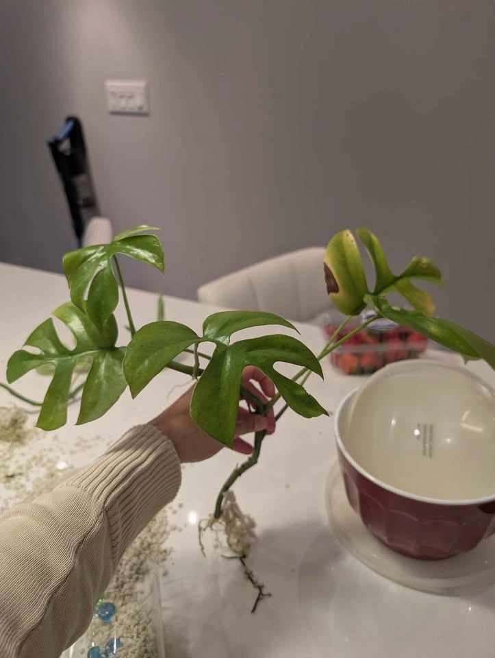 Mini Monstera Tetrasperma Rooted Cutting (or plant if needed) - photo 2
