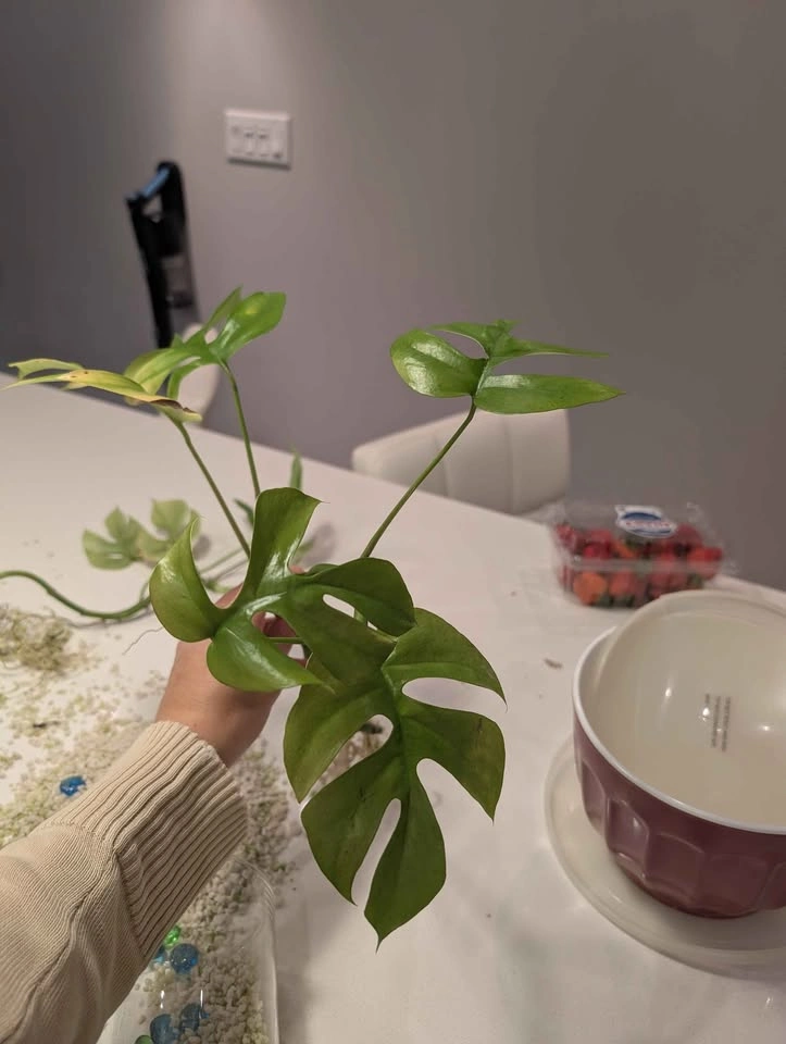Mini Monstera Tetrasperma Rooted Cutting (or plant if needed) - photo 3