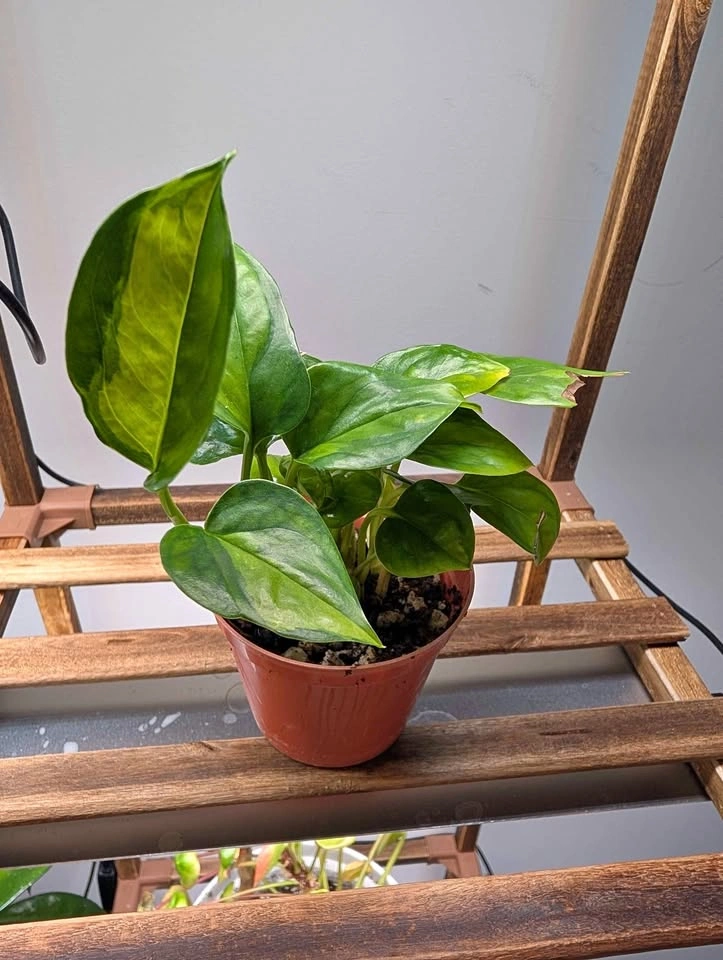 Global Green Pothos Plant in Nursery Pot