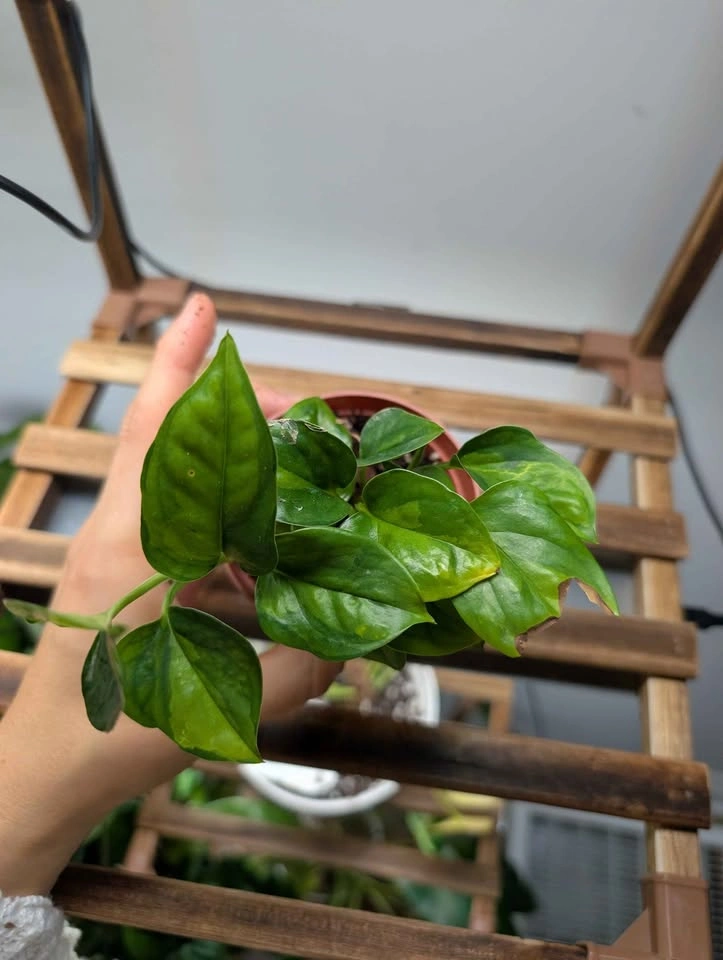 Global Green Pothos Plant in Nursery Pot - photo 2
