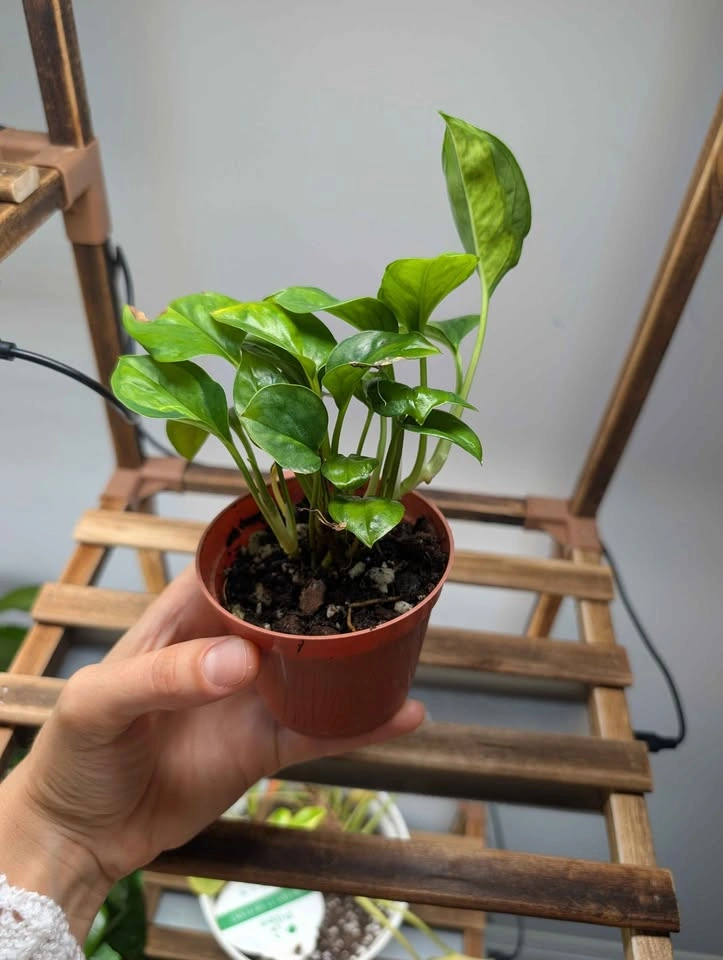 Global Green Pothos Plant in Nursery Pot - photo 3