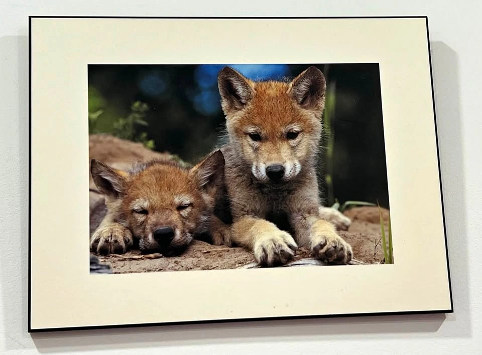 Wolf Cubs Painting