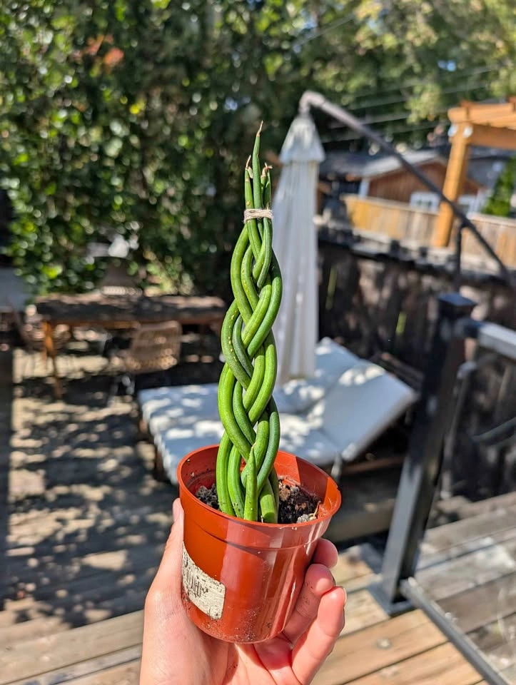 Braided Sansevieria Cylindrica Snake Plant