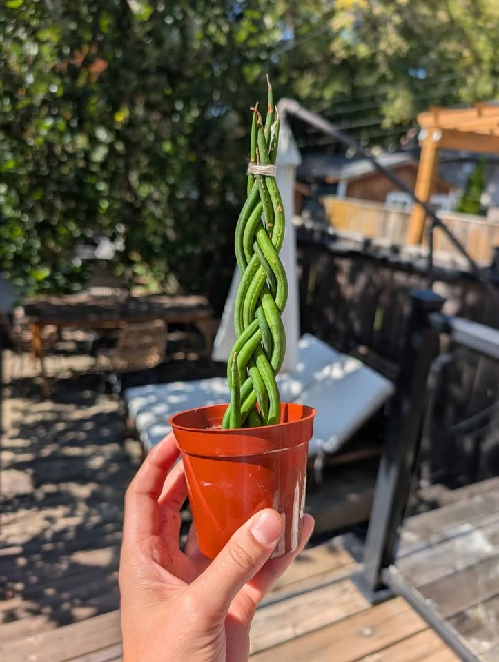 Braided Sansevieria Cylindrica Snake Plant - photo 2