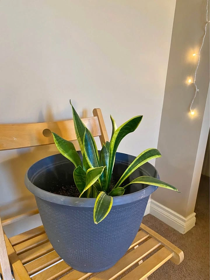 Snake Plant with Large Pot