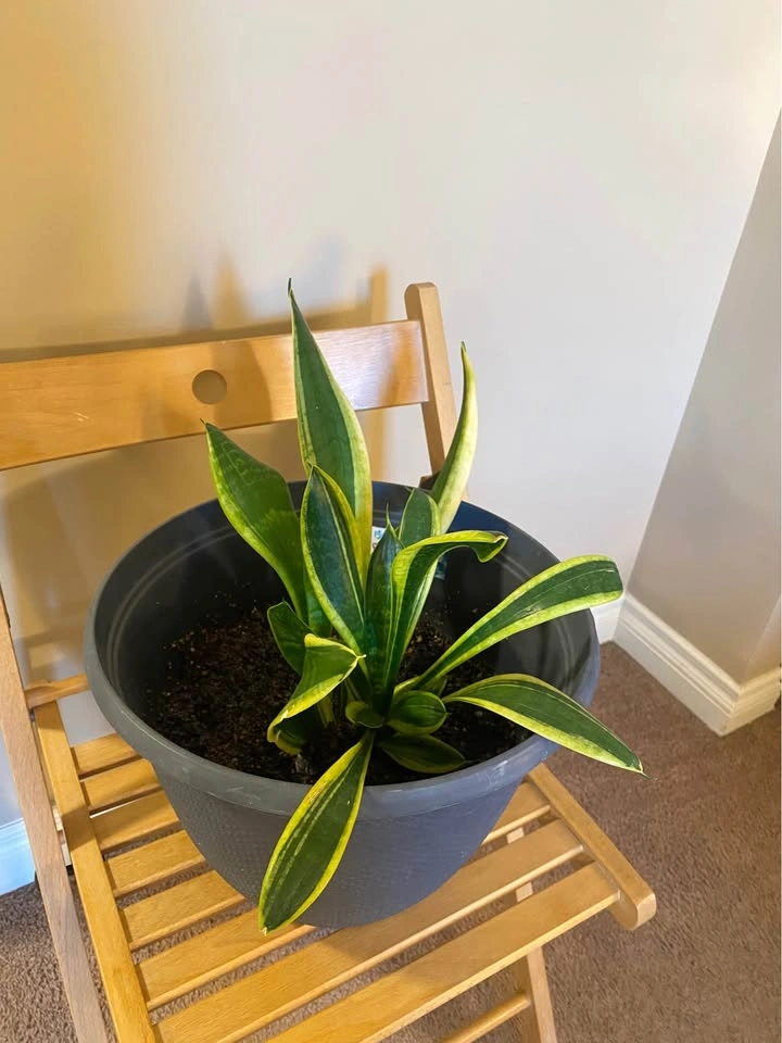 Snake Plant with Large Pot - photo 2