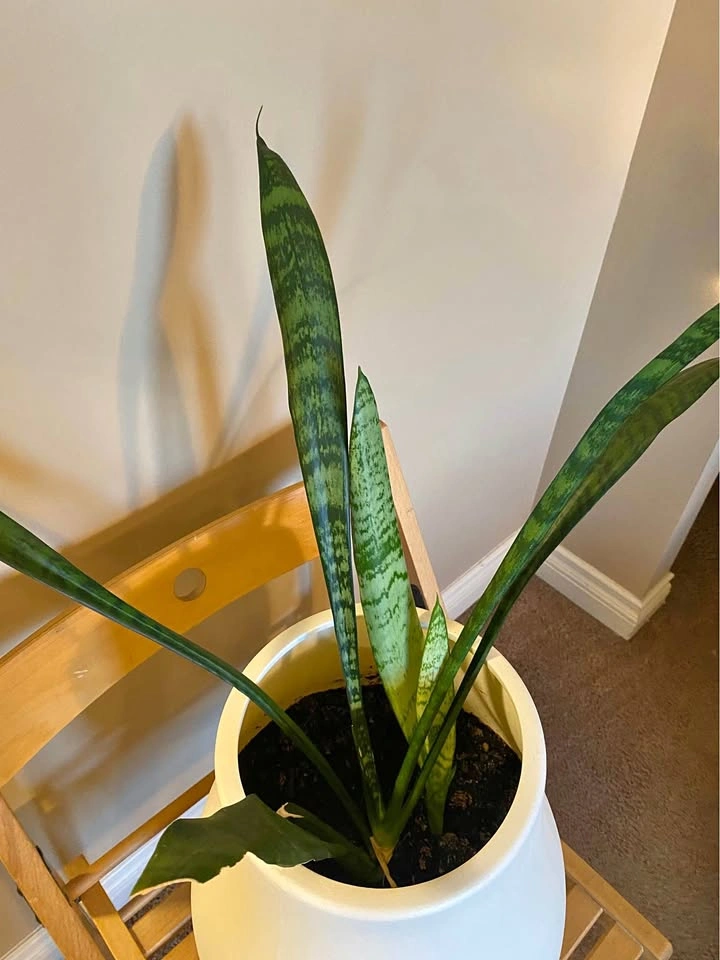 Snake Plant