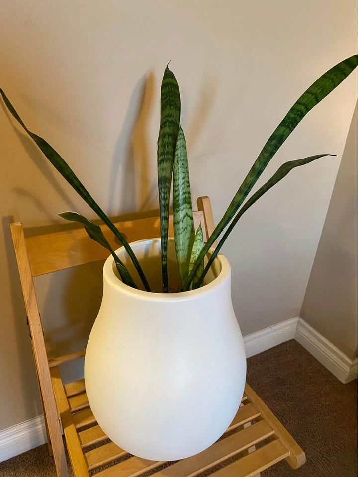Snake Plant - photo 2
