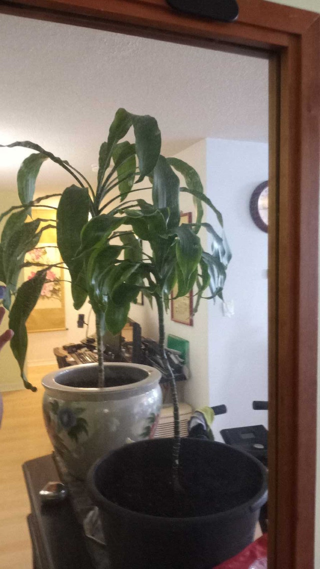 Large Mirror