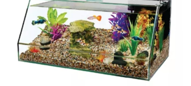 10 Gallon Angled Aquarium