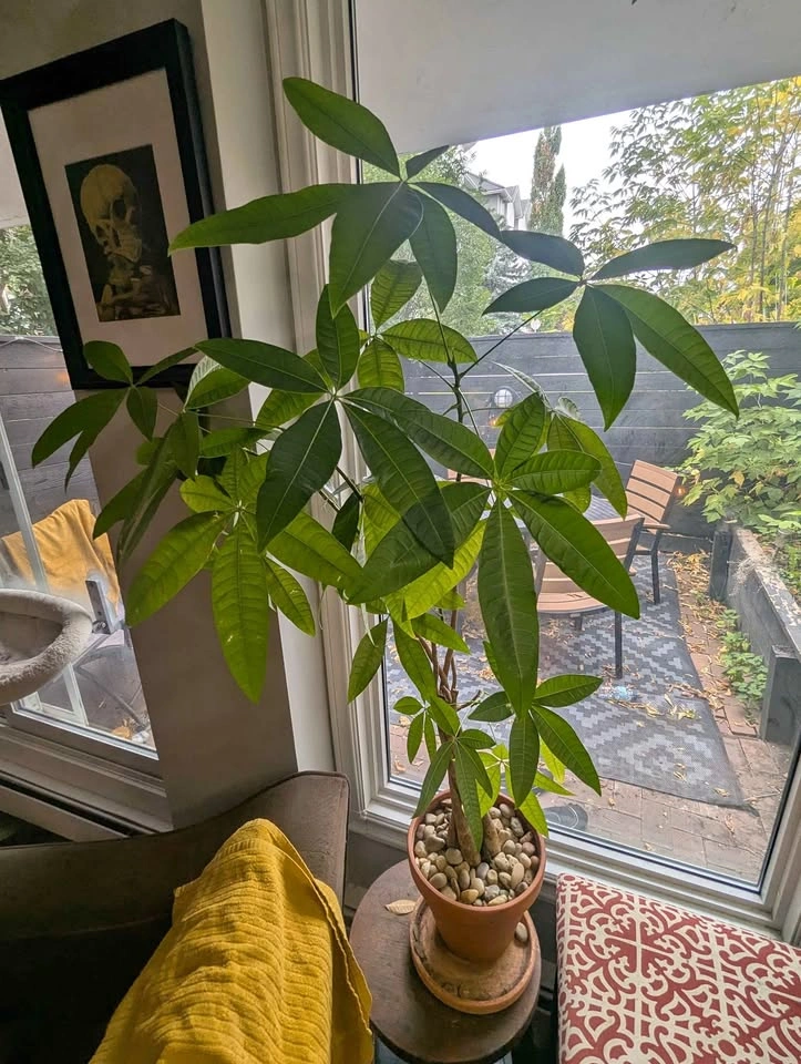Instant Indoor Jungle Bundle – 4 Mature, Healthy Houseplants!