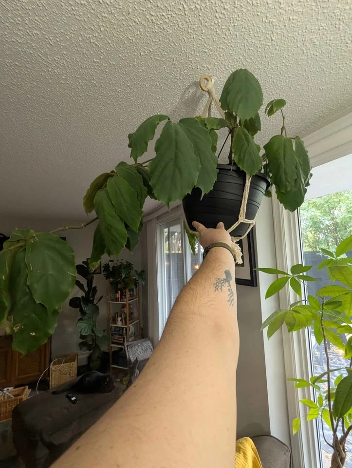 Instant Indoor Jungle Bundle – 4 Mature, Healthy Houseplants! - photo 2