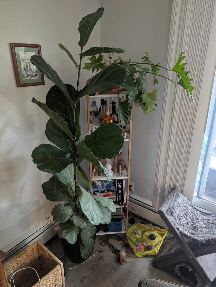 Instant Indoor Jungle Bundle – 4 Mature, Healthy Houseplants! - photo 3