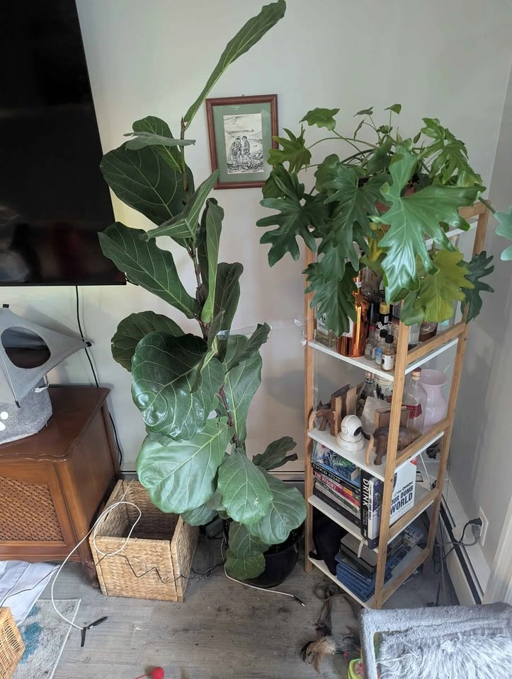 Instant Indoor Jungle Bundle – 4 Mature, Healthy Houseplants! - photo 4