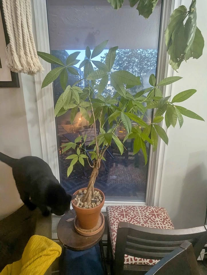 Braided Money Tree in Terracotta Pot