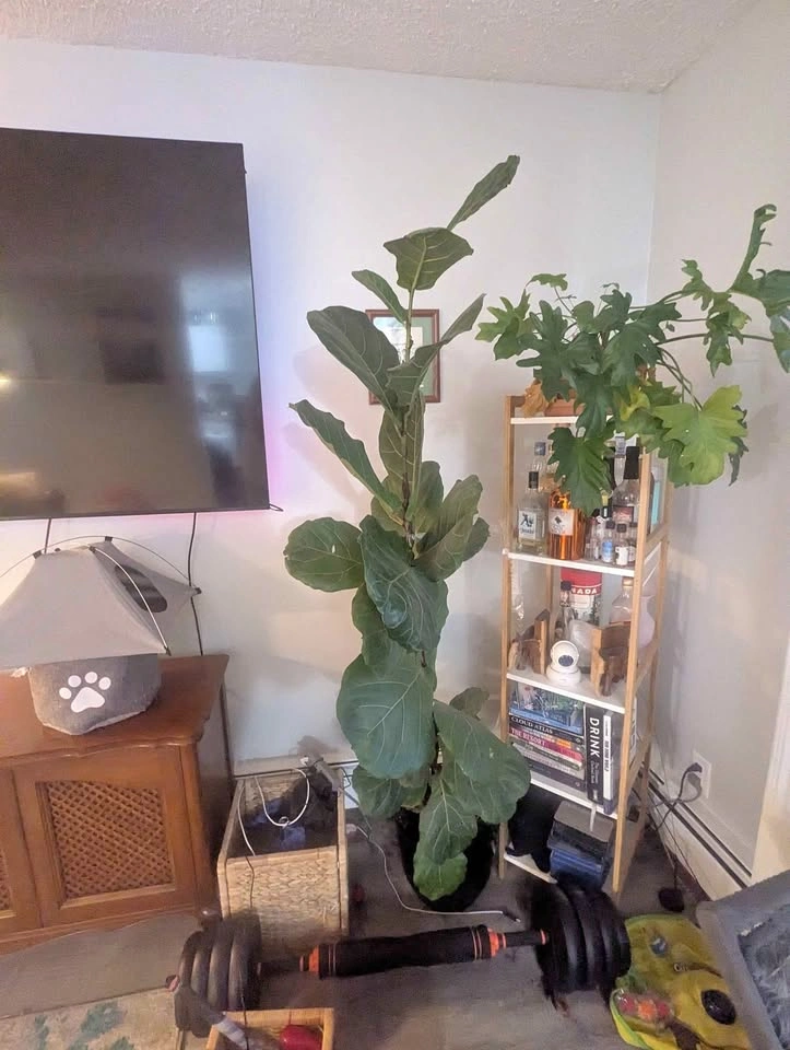 House plant: Fiddle Leaf Fig