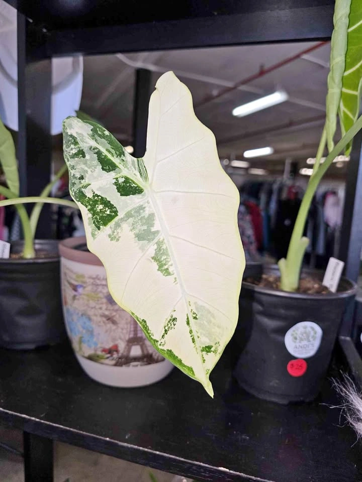Alocasias, Philodendrons & Pothos — Starting at $10