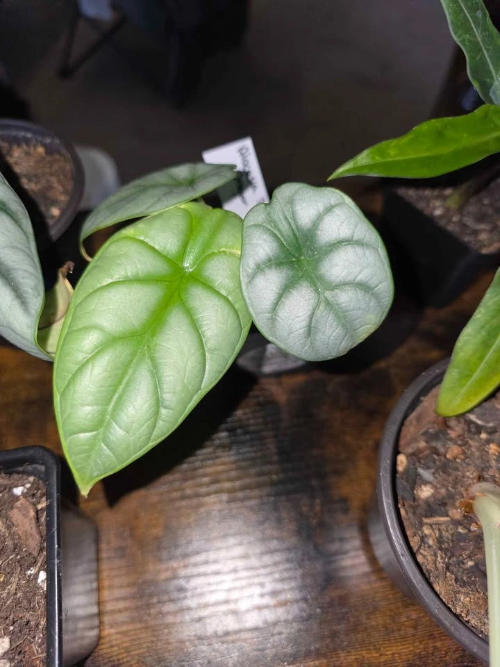 Alocasias, Philodendrons & Pothos — Starting at $10 - photo 2