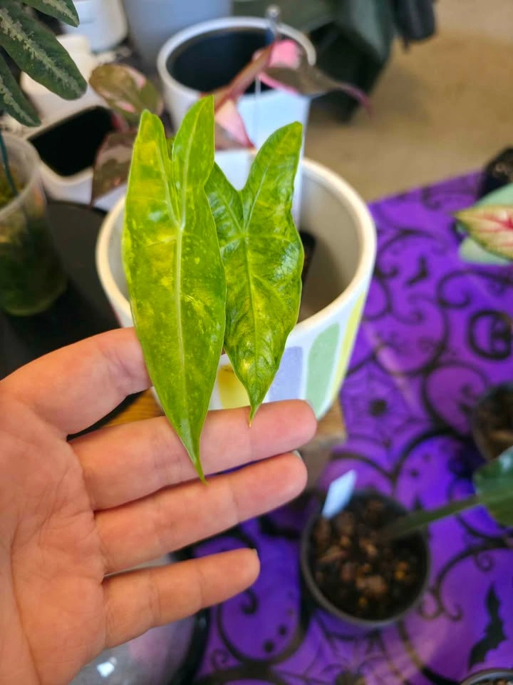 Alocasias, Philodendrons & Pothos — Starting at $10 - photo 3