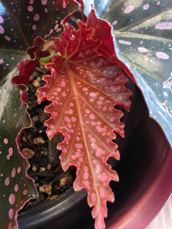 Alocasias, Philodendrons & Pothos — Starting at $10 - photo 4