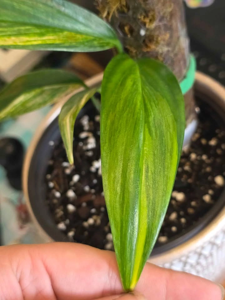 Alocasias, Philodendrons & Pothos — Starting at $10 - photo 5