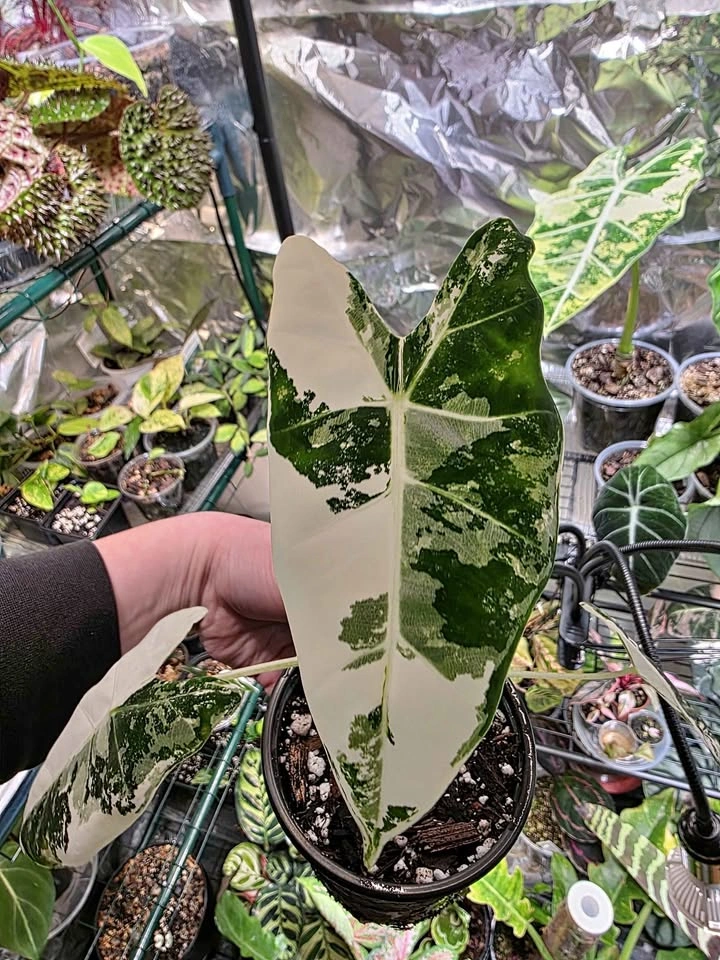 Multiple Alocasias, Philodendrons and Pothos