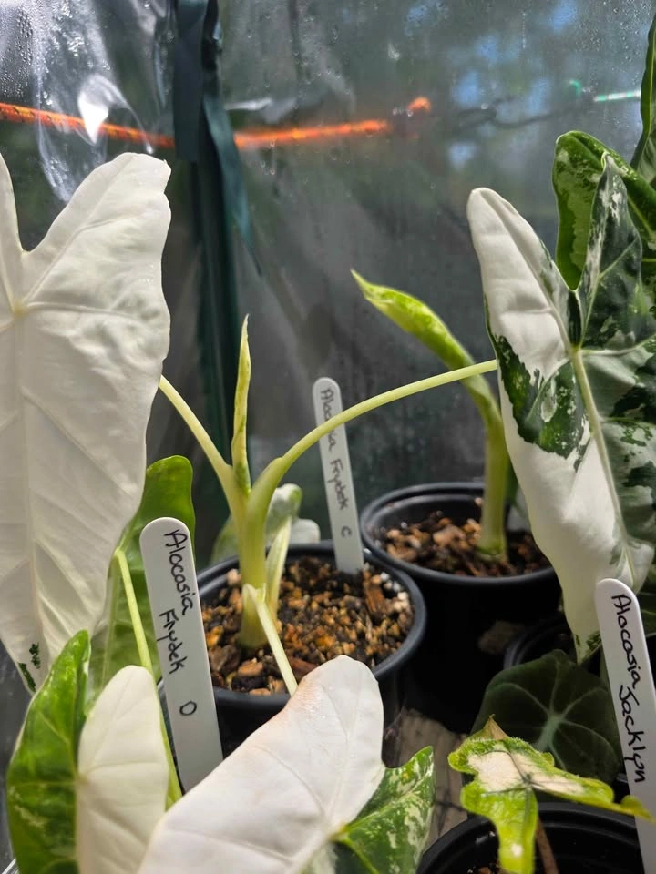 Multiple Alocasias, Philodendrons and Pothos - photo 2