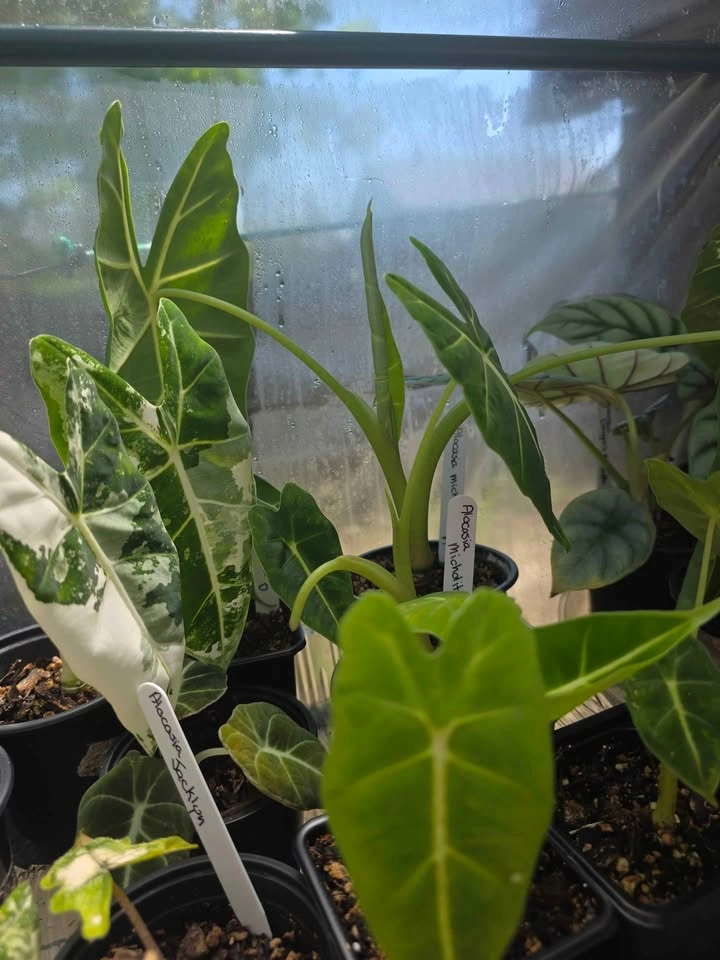 Multiple Alocasias, Philodendrons and Pothos - photo 3