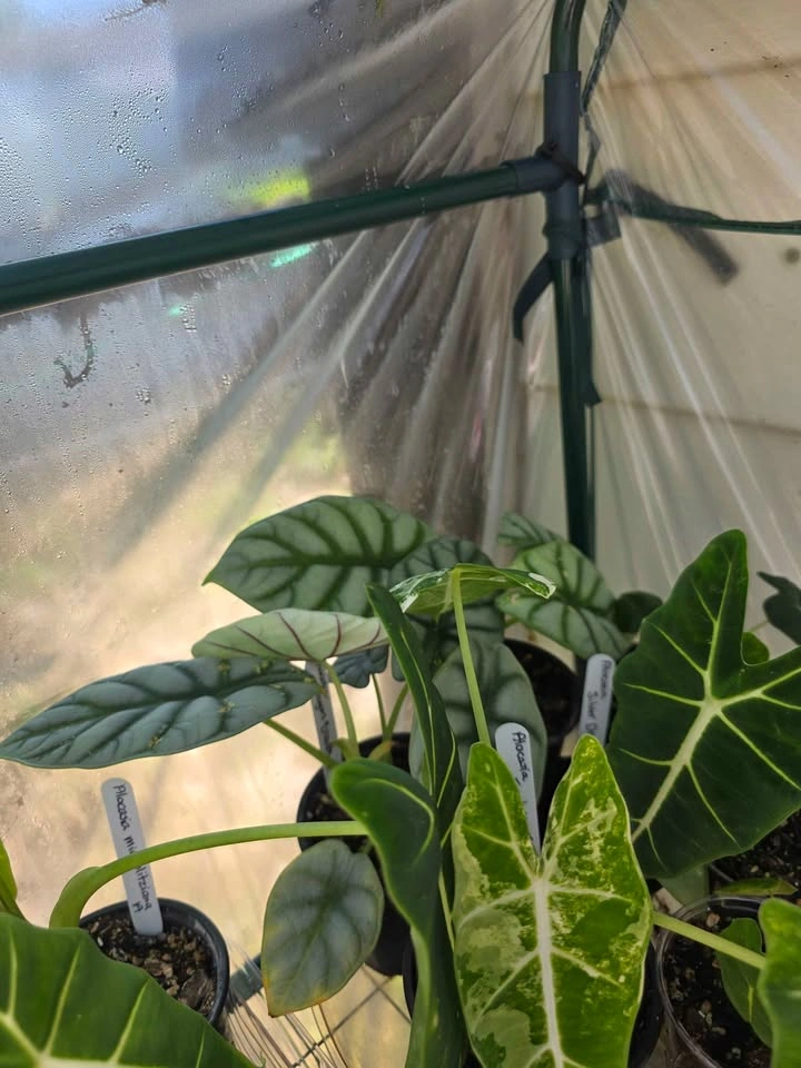 Multiple Alocasias, Philodendrons and Pothos - photo 4