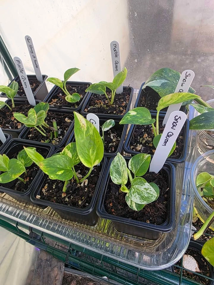 Multiple Alocasias, Philodendrons and Pothos - photo 5