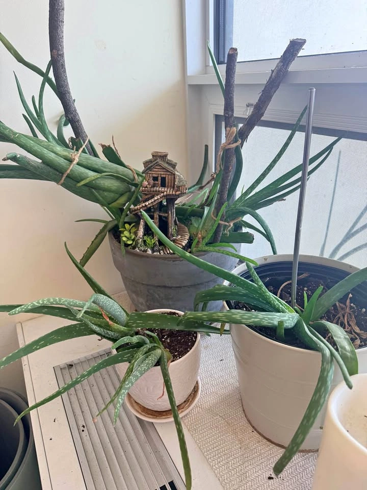House plants on Sale
