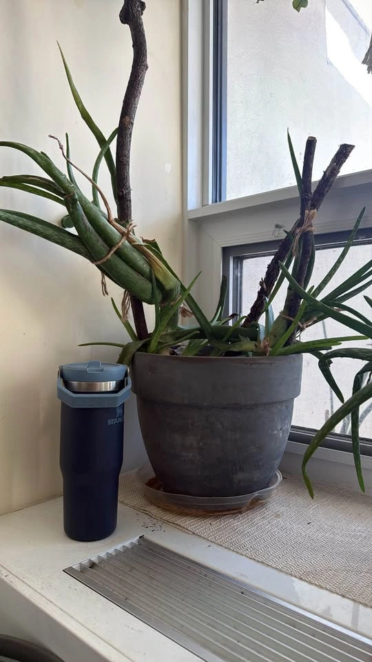 House plants on Sale - photo 2