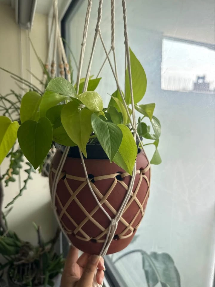 House plants on Sale - photo 3